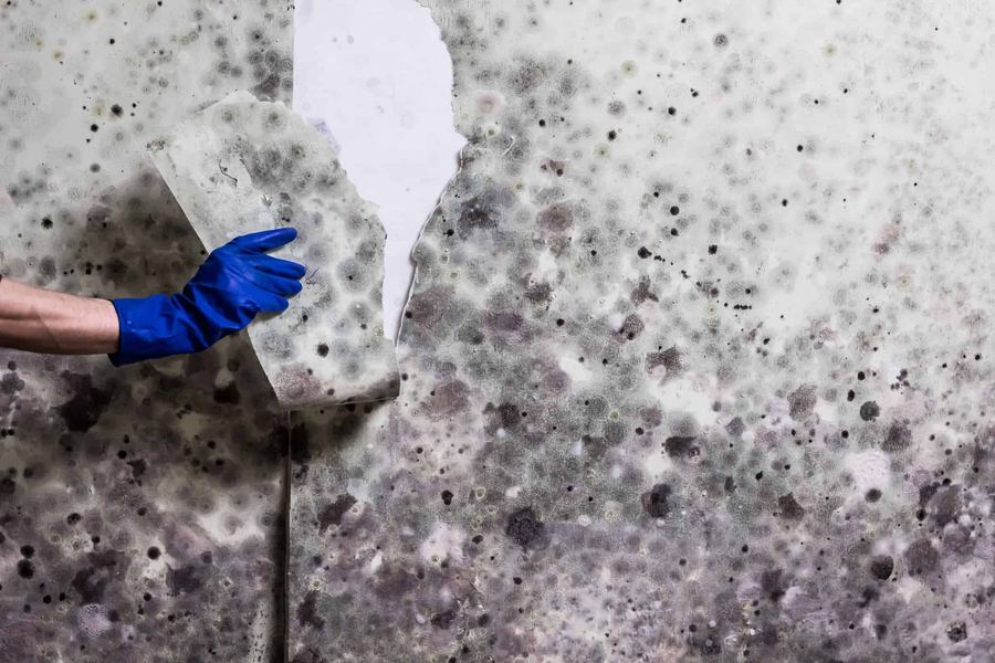 Technician removing mould-contaminated wallpaper from Auckland property wall